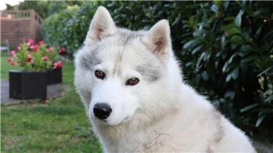 Ein Siberian Husky sitzt im Garten und guckt in die Kamera.