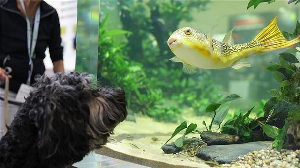 Trends für Haustiere: Fleischersatz und smarte Katzenklos Aquarien scheinen nicht mehr ganz so beliebt zu sein - das aber gilt nicht für alle.