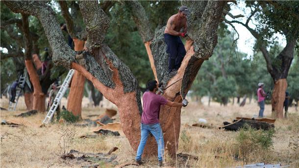 Beim Ernten Bäume nackig machen Arbeiter ziehen den Baum aus. Hier wird Kork geerntet.