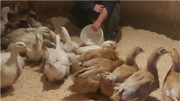 Archivfoto von den Enten im Stall von Benjamin Penny.