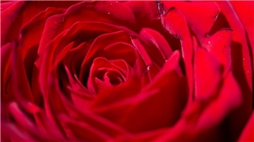 Auch 2024 werden wieder Rosen verteilt.