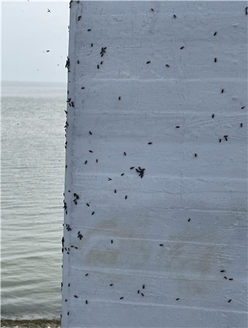 Auch auf dem Denkmal, das in Eckwarderhörne an den legendären Deichgrafen Anton Hullmann erinnert, saßen die schwarzen Insekten.