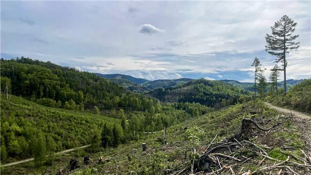Harz