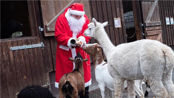 Weihnachtsmann vor Ställen verteilt Leckereien an Zootiere