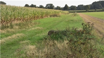Das Foto zeigt einen naturnah gestalteten Wirtschaftsweg in Stapel. 