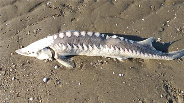 Mysteriöses Fischsterben in der Elbe Auch dieser kapitale Aal wurde tot an den Otterndorfer Elbstrand gespült.
