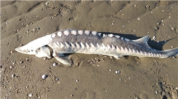 Auch dieser kapitale Aal wurde tot an den Otterndorfer Elbstrand gespült.