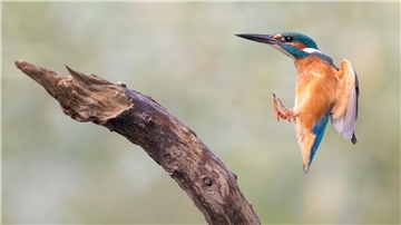 Eisvogel