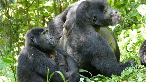 Berggorillas: Muskeln entscheiden nicht über sozialen Rang Auch Gorilla-Weibchen können – trotz des extremen Größen- und Kraftunterschieds – Konflikte für sich entscheiden.
