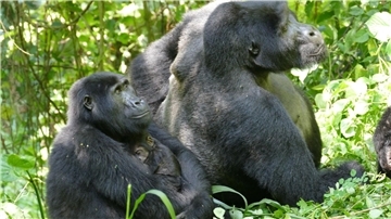 Auch Gorilla-Weibchen können – trotz des extremen Größen- und Kraftunterschieds – Konflikte für sich entscheiden. 