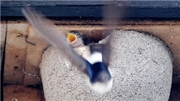Auch in einem künstlichen Nest fühlen sich Schwalben wohl.