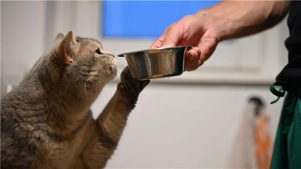 Auch Tiere können im Alltag eine Lieblingspfote benutzen.