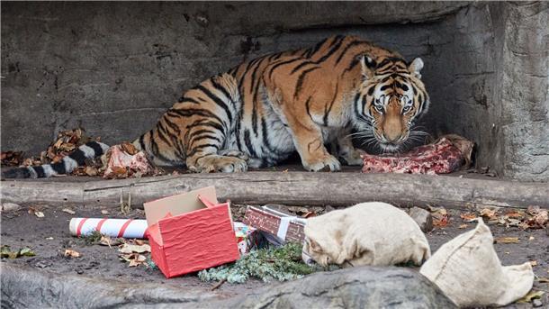 Leckere Nikolaus-Geschenke für Tigerkinder Auch Tigerpapa Yasha freut sich über einen mit Rinderfleisch gefüllten Jutesack.