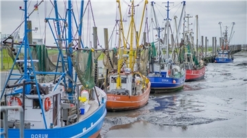 Kutter im Hafen von Dorum Neufeld. Wohin geht die Reise für die Krabbenfischer und die kleinen Sielhäfen?