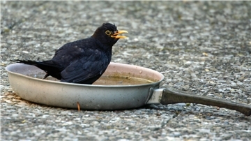Auch unkonventionelle Wasserstellen werden von Vögeln angenommen, dabei sollte aber sichergestellt werden, dass keine Insekten darin ertrinken können.