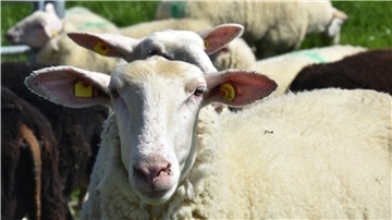 Das Bild zeigt Ostfriesische Milchschafe