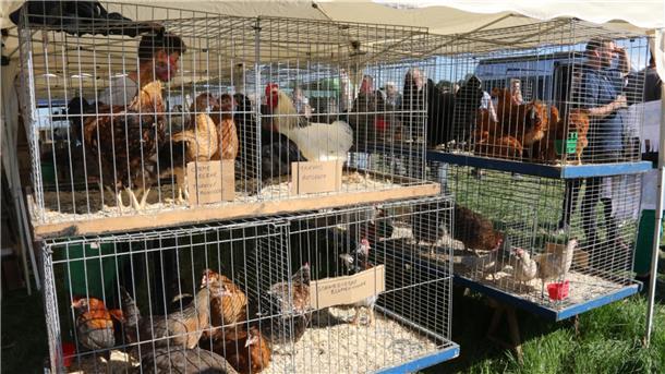 Ponys, Hühner, Milchkannen: Die schönsten Bilder vom Pferdemarkt-Montag Hühner in Käfigen