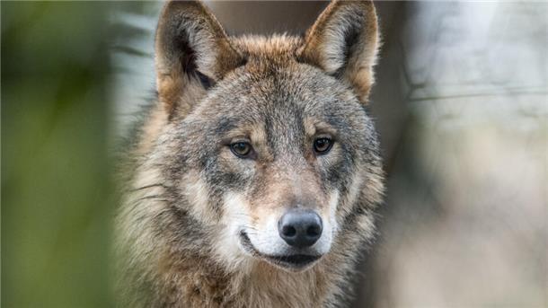 Zusammenstoß auf der A27: Wolf stirbt bei Unfall Aufnahme eines Wolfs. Am 11. März ist es zu einem Unfall zwischen einem Wolf und einem Auto auf der A27 zwischen Nordholz und Altenwalde gekommen. Das Tier verendete vor Ort.