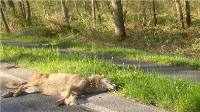 Tödlicher Wildunfall bei Stotel: Wolf wird zweimal überfahren Auf der B6 zwischen Hahnenknoop und Stotel wurde am Sonntagmorgen ein Wolf überfahren. Das Tier wurde bei dem Zusammenstoß getötet.