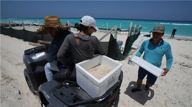 Eine Tote nach Hurrikan „Beryl“ auf Jamaika Auf der Halbinsel Yucatán bereitet man sich vor - auch Schildkröteneier werden in Cancún in Sicherheit gebracht.