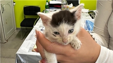 Katzenbaby