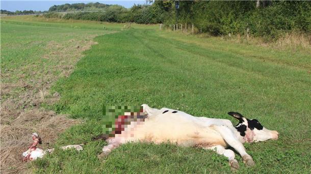 Ein totes Rind liegt auf einer Wiese.