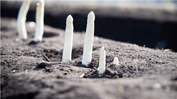 Auf einem Feld von einem Spargelhof wächst Spargel.