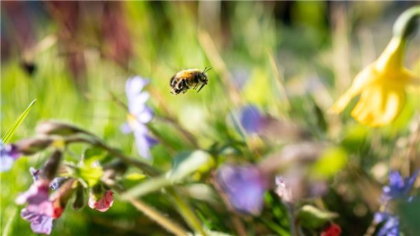 Mehr Wildnis wagen: Privatgärten können Naturparadies werden Auf einer natürlichen Blumenwiese von der Fläche eines Basketballfelds können etwa 60.000 Insekten leben.