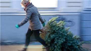 Eine Frau zieht einen ausrangierten Tannenbaum hinter sich her.