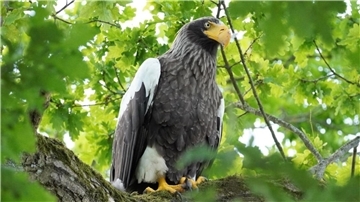 Aus Belgien war das Riesenseeadler-Weibchen ins Cuxland geflüchtet.