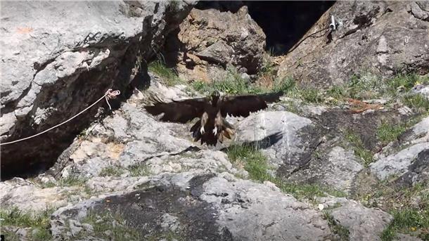Aus den bayerischen Alpen hat es einen jungen Bartgeier ins Oldenburger Land verschlagen. Zurzeit wird das geschwächte Tier in der Wildtierstation Rastede wieder aufgepäppelt.