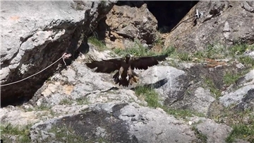 Aus den bayerischen Alpen hat es einen jungen Bartgeier ins Oldenburger Land verschlagen. Zurzeit wird das geschwächte Tier in der Wildtierstation Rastede wieder aufgepäppelt.