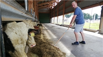 Landwirt füttert Bullen im Stall.