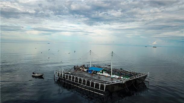 Viele Walhaie tragen Narben durch Fischerei und Tourismus Bagans - für die Fischerei verwendete Plattformen - sind in Indonesien für viele der Verletzungen bei Walhaien verantwortlich.