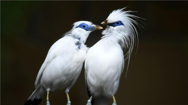 Seltener Vogel-Nachwuchs im Erfurter Zoo Balistare gelten als vom Aussterben bedroht.