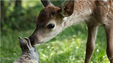 Bambi freundet sich mit einem Hasen an.