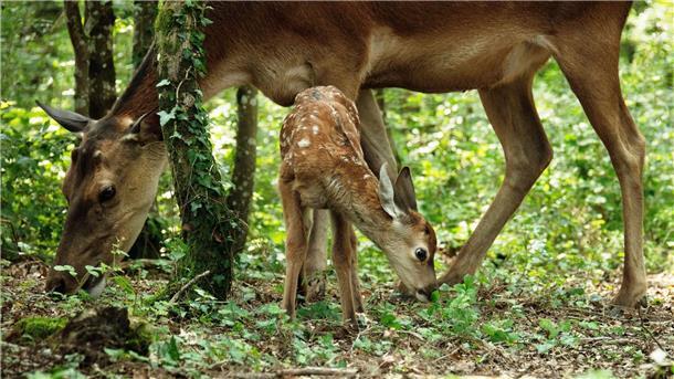 Bambi ist jetzt echt. Der alte Film war ein Zeichentrickfilm.