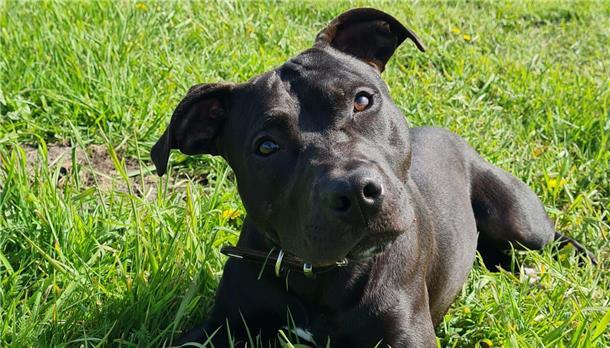 Pitbull Bandit sucht ein Zuhause bei Menschen mit Hundeerfahrung Pitbull