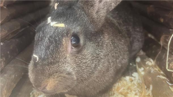 Deutscher Riese Mix Barret sucht neues Zuhause  Barret ist ein Deutscher Riese Mix und am 24.02.2024 geboren.Barret ist auf der Suche nach einem passenden Zuhause bei dem richtigen Partner oder in einer vorhandenen Gruppe.