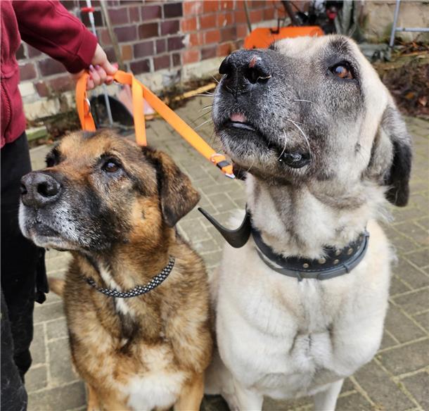Batu (links) und Vivia werden vom Tierheim nur im Doppelpack vermittelt.