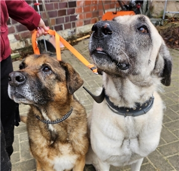 Batu (links) und Vivia werden vom Tierheim nur im Doppelpack vermittelt.