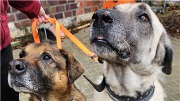 Hunde
