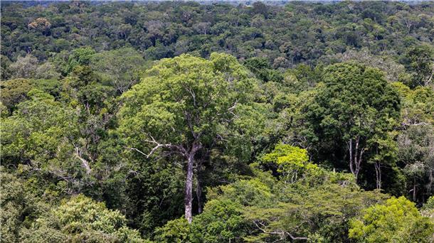 Bericht: Waldzerstörung geht immer schneller Bedroht: Ein Baum steht im Regenwald in Brasilien. (Archivbild)