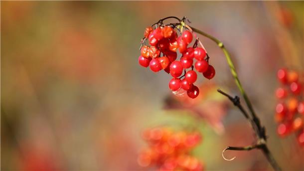 Beerenfrüchte sorgen für das i-Tüpfelchen im herbstlichen Farbenmeer.