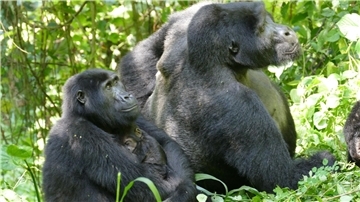 Bei Berggorillas sind die Männchen oft viel größer und stärker als die Weibchen.