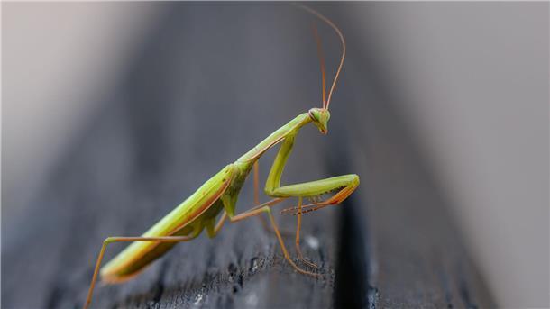Forsche Fresserin statt fromme Beterin Bei den Gottesanbeterinnen sind die Weibchen größer als die Männchen.