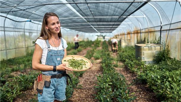 Der Matcha-Boom: Vorreiterin setzt auf deutschen Teeanbau Bei der Ernte ist Handarbeit gefragt.