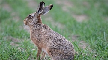 Ein Hase sitzt auf einem Feld.