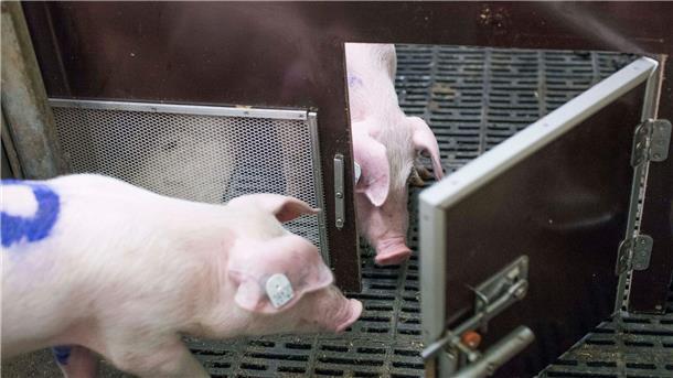 Tierisch hilfsbereit: Schwein befreit Schwein Bei einem Experiment des Forschungsinstituts für Nutztierbiologie (FBN) befreien Schweine ihre Artgenossen durch das Öffnen von Türen aus Boxen.