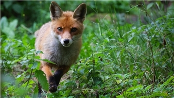 Bei einem Fuchs ist die häufig tödlich verlaufende Viruserkrankung Staupe nachgewiesen worden.